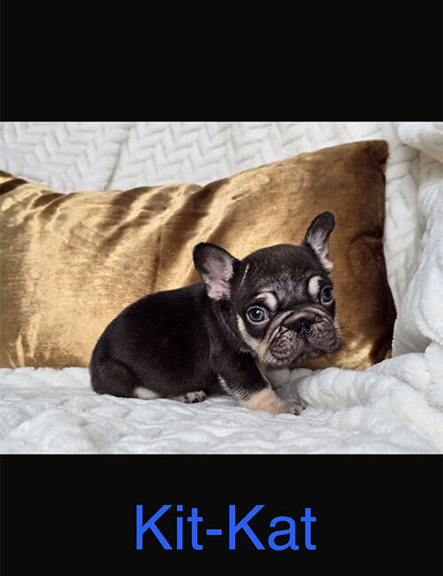 Kit-Kat