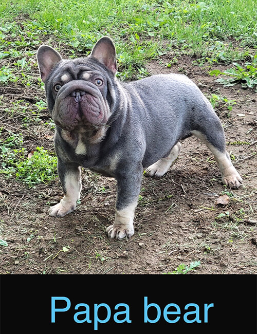 North Shore Frenchies
