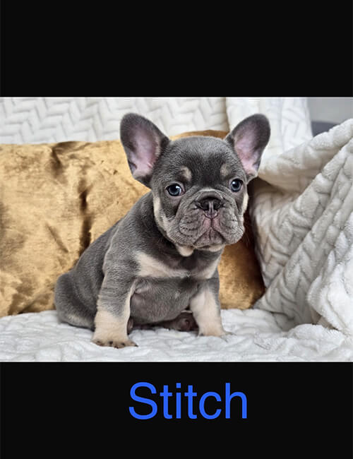 Stitch