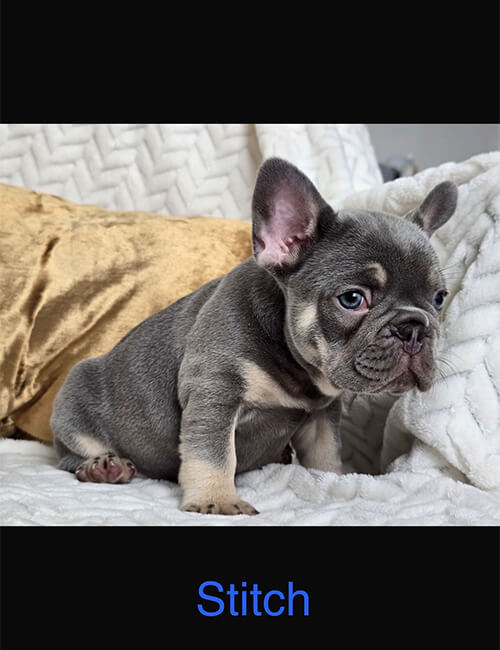 Stitch